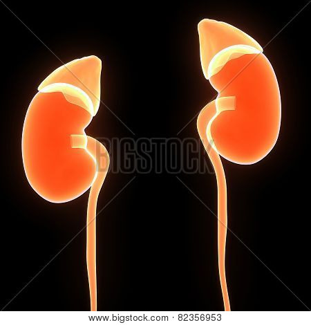 Kidneys