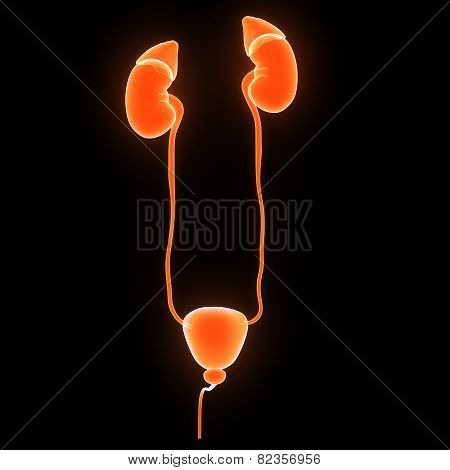 Kidneys