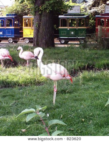 Flamingo 