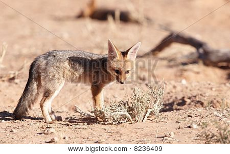 Avviso sciacallo dalla gualdrappa (canis Mesomelas)