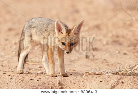 Avviso sciacallo dalla gualdrappa (canis Mesomelas)