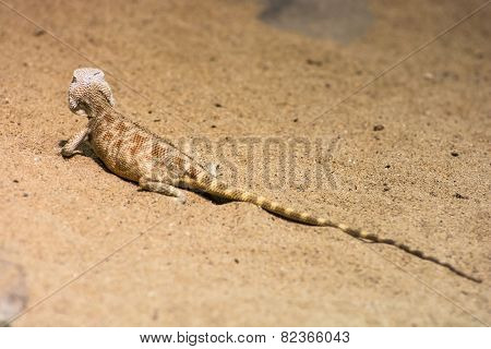 Steppe Agama (trapelus Sanguinolentus) In The Sand