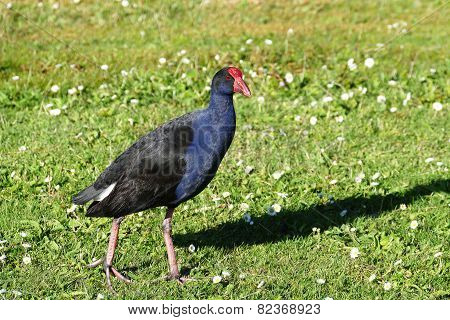 Pukeko