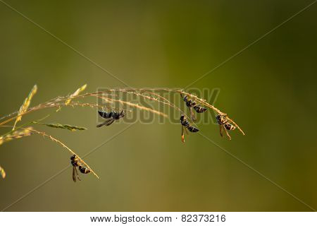 Hornet