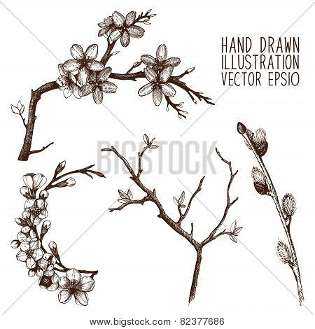 Cherry tree twig sketch set