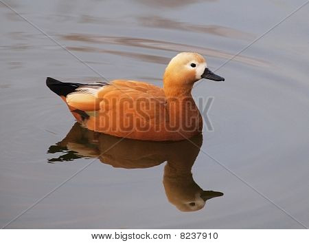 Červený Shelduck