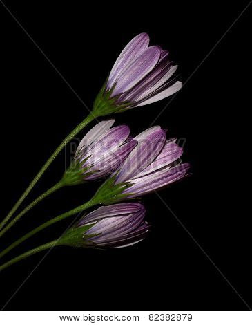 Flowers black bottom