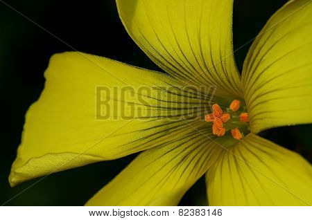 Yellow flower