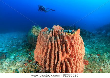 Scuba Diver And Large Barrel Sponge