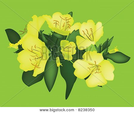 flawer