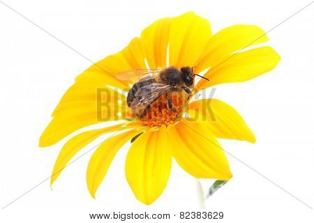 bee in the flower
