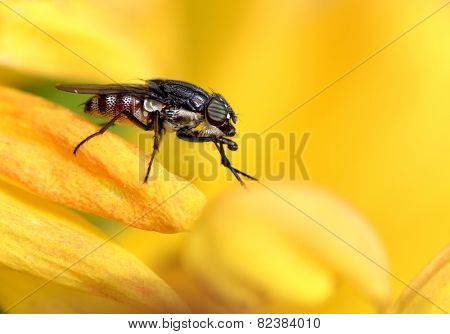 fly on the flower