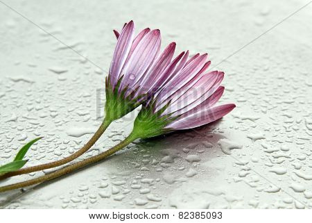 flowers on the water