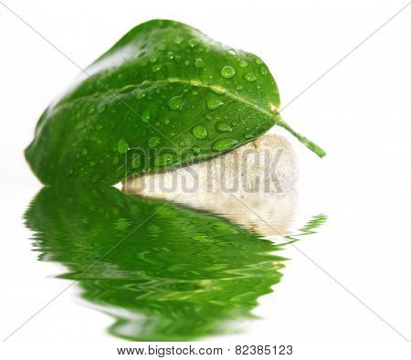 reflections of nature