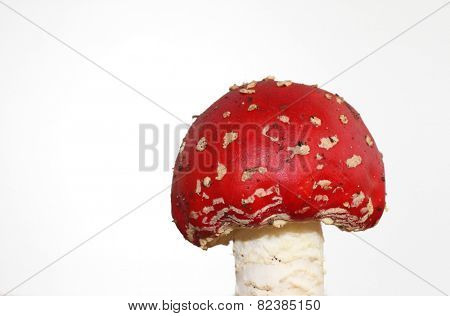 toadstool