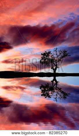Tree in Lake