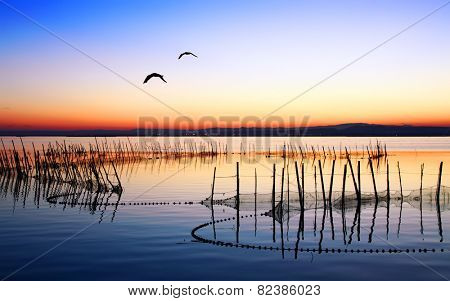 sea gulls
