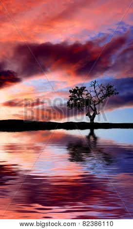 the tree and sky