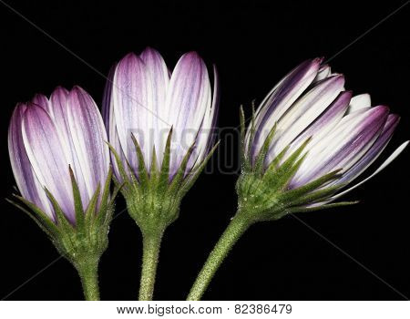 white daisies