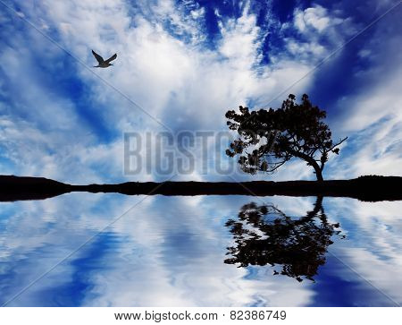 tree reflected in water
