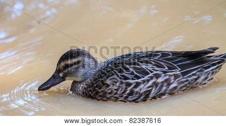 duck on the water in garden