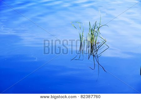 water plants