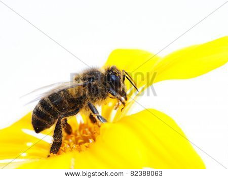 collecting bee