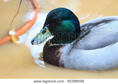 duck on the water in garden