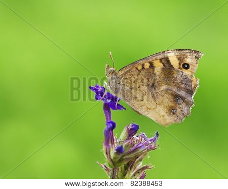 Butterfly green background