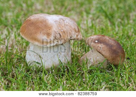 boletus edulis