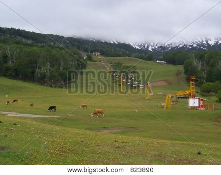 Cows on ski Hill