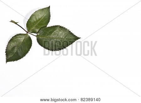 Flower background