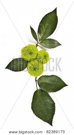 bouquet