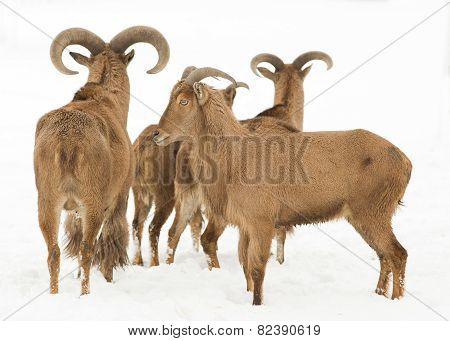 Barbary Sheep