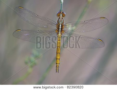 Sympetrum fonscolombii hembra
