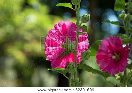 Blooming hollyhock Alcea rosea