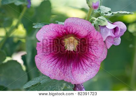 Blooming hollyhock Alcea rosea
