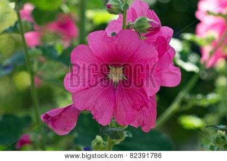 Blooming hollyhock Alcea rosea