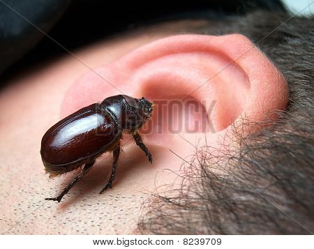 在耳朵的 bug