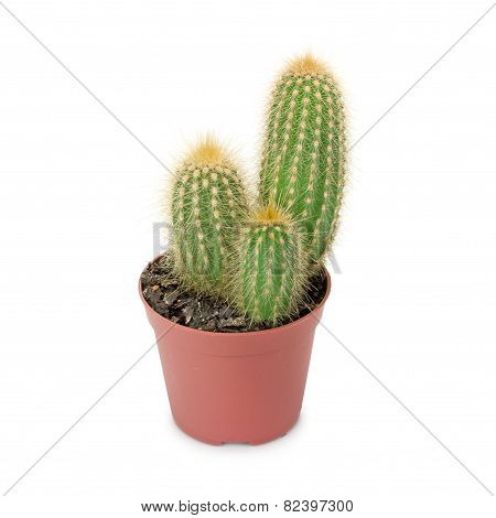 Cactus