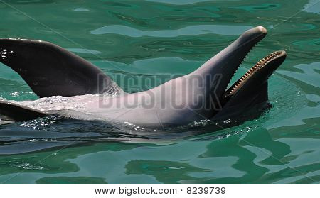 Dorso