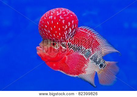 Aquarium Fish, Flower Horn Fish On Blue Screen