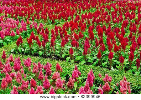 Colourful Flowerbeds