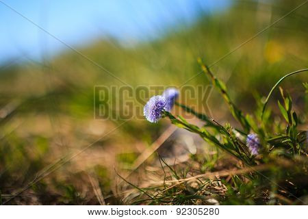 Globularia Cordifolia L.