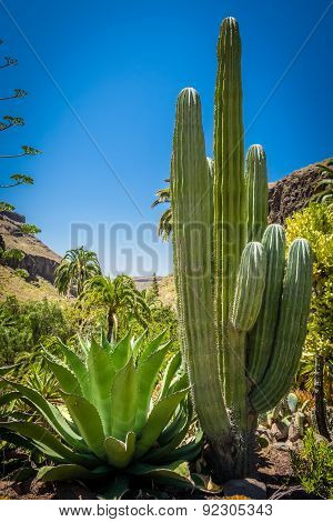 Large cactus