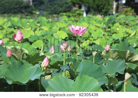 Lotus flowers and buds