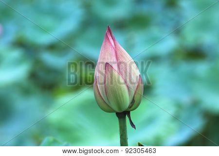 Lotus flower bud