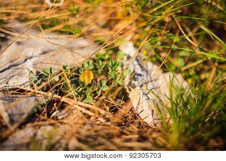Countryside Flowers