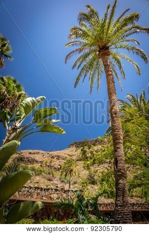 Tall palmtree