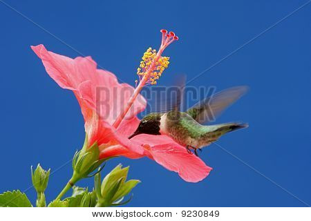Mandlig Ruby - throated Hummingbird (archilochus Colubris)